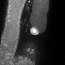 Thumbnail for dataset Fig3F_TiE_140729-4