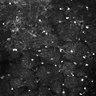 Thumbnail for dataset Fig5-S5_Bz_FOV1_5
