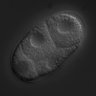 Thumbnail for dataset RNAi_C29E4.8_040610_02