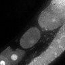 Thumbnail for dataset Fig3F_TiE_140807-6