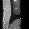 Thumbnail for dataset Fig3G_TiE_121220-1