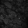 Thumbnail for dataset Fig5-S5_Ehx_FOV1_4