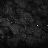 Thumbnail for dataset Fig5-S5_Ehx_FOV1_9