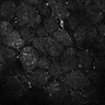 Thumbnail for dataset Fig5-S5_Ehx_FOV1_13