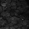 Thumbnail for dataset Fig5-S5_Ehx_FOV1_19