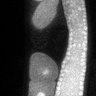 Thumbnail for dataset Fig3G_TiE_121227-1