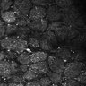 Thumbnail for dataset Fig5-S5_Ehx_FOV1_22