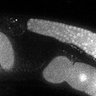 Thumbnail for dataset Fig3G_TiE_130108-4