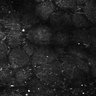Thumbnail for dataset Fig5-S5_Ehx_FOV2_10