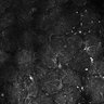 Thumbnail for dataset Fig5-S5_Ehx_FOV2_18