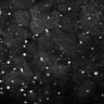 Thumbnail for dataset Fig5-S5_Gua_FOV1_6