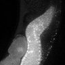 Thumbnail for dataset Fig3G_TiE_130108-6