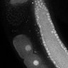 Thumbnail for dataset Fig3G_TiE_130218-1