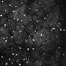 Thumbnail for dataset Fig5-S5_Gua_FOV1_20