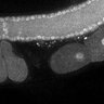 Thumbnail for dataset Fig3G_TiE_130218-2