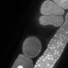 Thumbnail for dataset Fig5D_TiE_140603-1