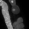 Thumbnail for dataset Fig5D_TiE_140603-2