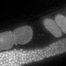 Thumbnail for Fig5D_TiE_140604-3