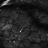 Thumbnail for dataset Fig5-S5_Oca_FOV1_2