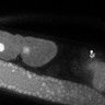Thumbnail for dataset Fig5D_TiE_140604-4