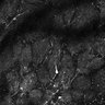 Thumbnail for dataset Fig5-S5_Oca_FOV1_9