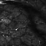 Thumbnail for dataset Fig5-S5_Oca_FOV1_14