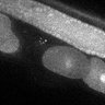 Thumbnail for dataset Fig5E_TiE_141021-3