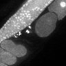 Thumbnail for dataset Fig5E_TiE_141021-4