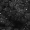 Thumbnail for dataset Fig5-S5_Oca_FOV2_13