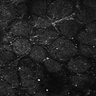 Thumbnail for dataset Fig5-S5_Oca_FOV3_1