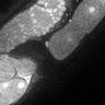 Thumbnail for Fig5E_TiE_141021-6