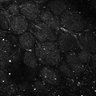 Thumbnail for dataset Fig5-S5_Oca_FOV3_12