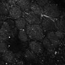Thumbnail for dataset Fig5-S5_Oca_FOV3_19