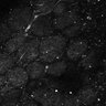 Thumbnail for dataset Fig5-S5_Oca_FOV3_21
