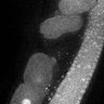 Thumbnail for dataset Fig5F_TiE_140929-1