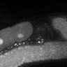 Thumbnail for dataset Fig5F_TiE_140929-2