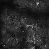 Thumbnail for dataset Fig5-S5_Val_FOV1_19