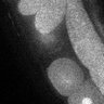 Thumbnail for dataset Fig5F_TiE_140929-3