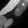 Thumbnail for dataset Fig5F_TiE_140929-4