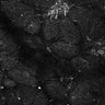 Thumbnail for dataset Fig5-S5_Val_FOV2_4