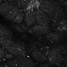 Thumbnail for dataset Fig5-S5_Val_FOV2_8