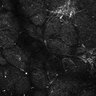 Thumbnail for dataset Fig5-S5_Val_FOV2_13