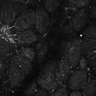 Thumbnail for dataset Fig5-S5_Val_FOV2_22