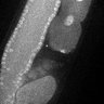Thumbnail for dataset Fig5F_TiE_141111-3
