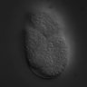 Thumbnail for dataset RNAi_C32A3.1_061221_02