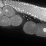 Thumbnail for dataset Fig5F_TiE_141111-4