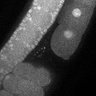 Thumbnail for dataset Fig5G_TiE_140930-1