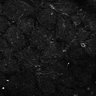 Thumbnail for dataset Fig6-S6_Aa-Ehx_Mouse1_12