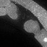 Thumbnail for dataset Fig5G_TiE_140930-3