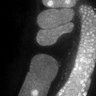 Thumbnail for dataset Fig5G_TiE_140930-4